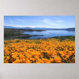 Poster Água   Lago California Com Poppies Ouros
