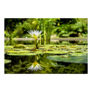 Pôster Água Lilly no jardim botânico
