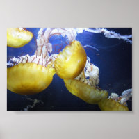 Água-viva, continue nadando