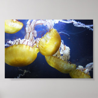 Pôster Água-viva, continue nadando