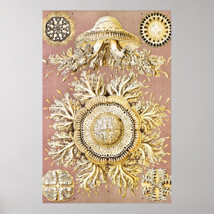 Poster Água-viva, Desconto de Ernst Haeckel