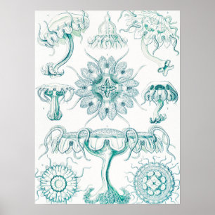 Poster Água-viva, Desconto de Ernst Haeckel