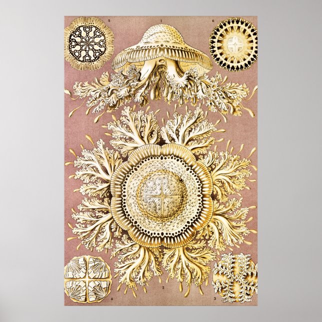 Poster Água-viva, Disco de Ernst Haeckel (Frente)