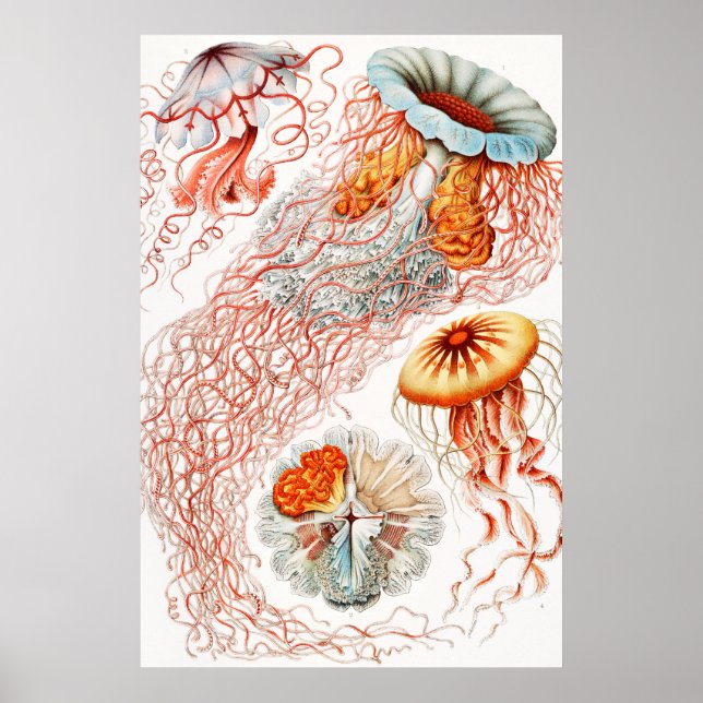 Poster Água-viva, Disco de Ernst Haeckel (Frente)