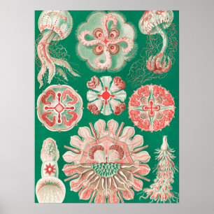 Poster Água-viva, Disco de Ernst Haeckel
