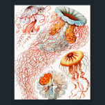Poster Água-viva, Disco de Ernst Haeckel<br><div class="desc">Água-viva,  Disco Scheibenquallen por Ernst Haeckel Poster</div>
