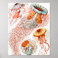 Água-viva, Disco de Ernst Haeckel