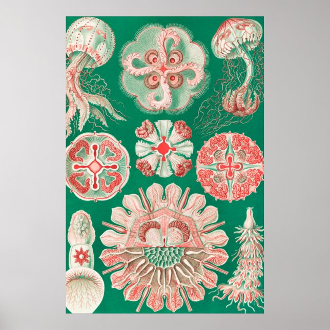 Poster Água-viva, Disco de Ernst Haeckel (Frente)