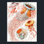 Poster Água-viva, Disco de Ernst Haeckel<br><div class="desc">Água-viva,  Disco Scheibenquallen por Ernst Haeckel Poster</div>