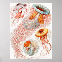 Água-viva, Disco de Ernst Haeckel