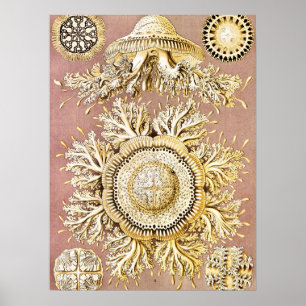 Poster Água-viva, Discomedusae por Ernst Haeckel