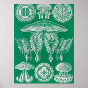 Poster Água-viva, Discomedusae por Ernst Haeckel