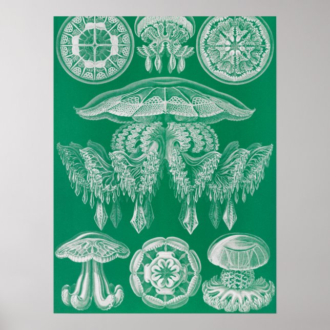Poster Água-viva, Discomedusae por Ernst Haeckel (Frente)