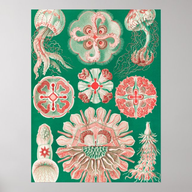 Poster Água-viva, Discomedusae por Ernst Haeckel (Frente)