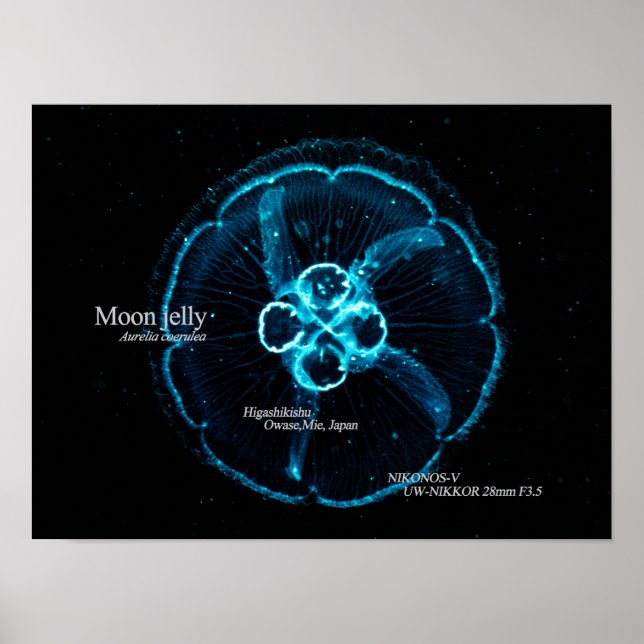 Poster Água-viva Lua no Espaço Subaquático (Frente)