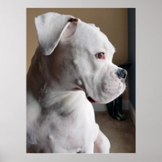 Poster Aguardando: O Boxer Branco