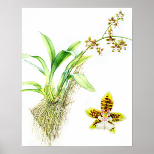Pôster Aguarela da orquídea das belas artes de Oncidium