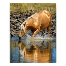 Águas Palomino