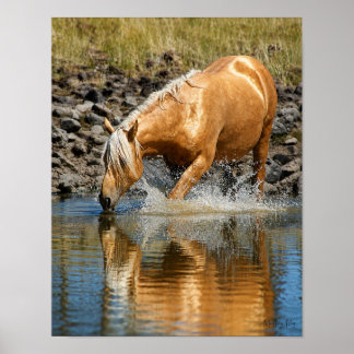 Poster Águas Palomino