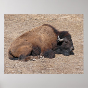 Poster Águas Residuais Asiáticas Buffalo
