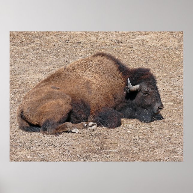 Poster Águas Residuais Asiáticas Buffalo (Frente)