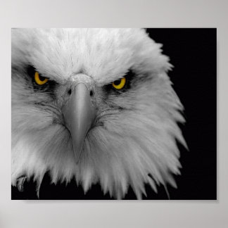 Pôster águia
