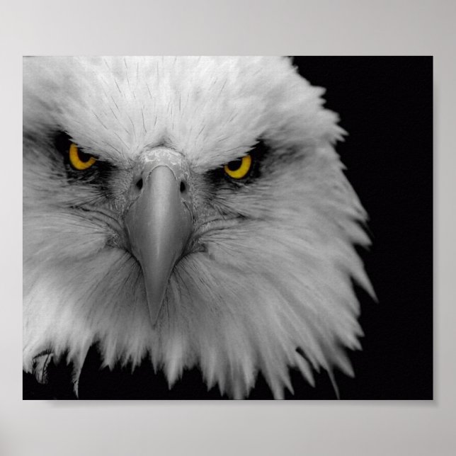 Pôster águia (Frente)