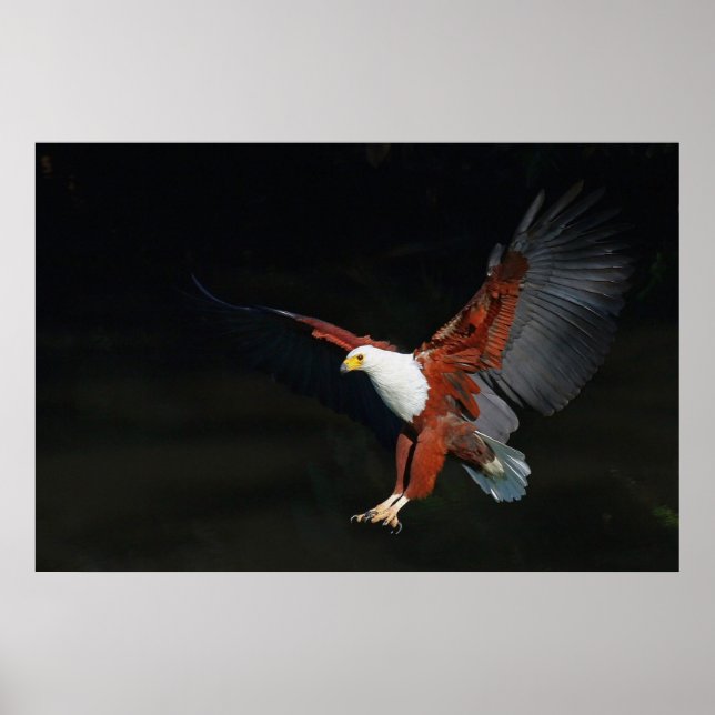 Poster Águia (Frente)