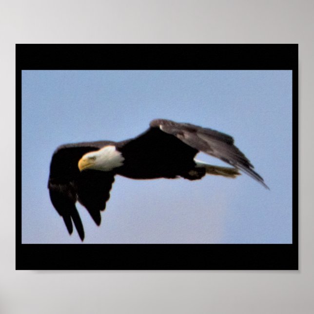 Poster Águia (Frente)