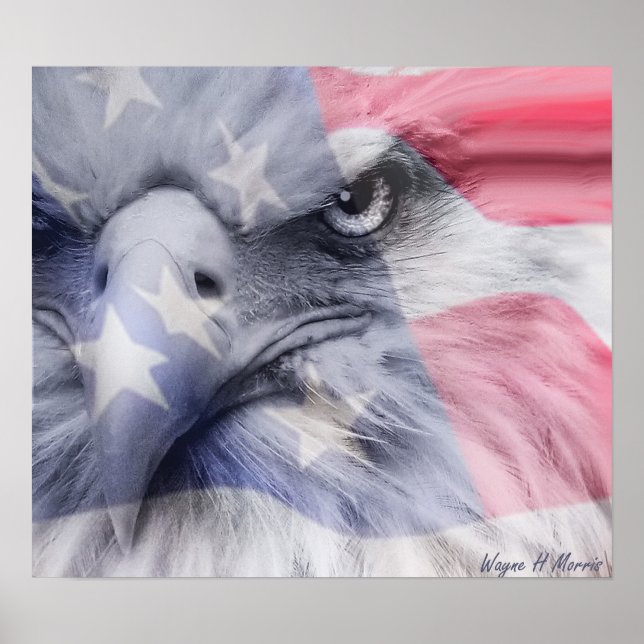 Pôster Águia Americana (Frente)