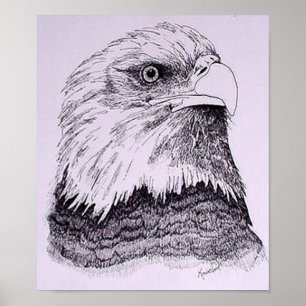 Pôster Águia Americana