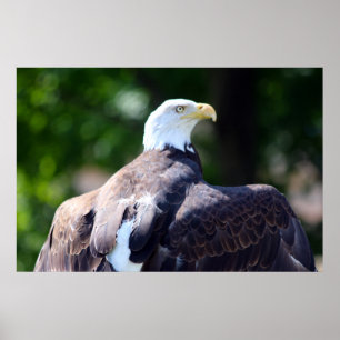 Poster Águia americana