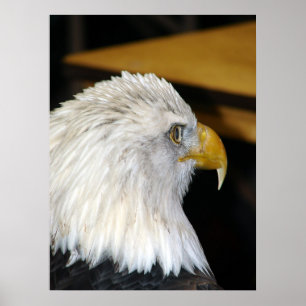 Pôster Águia americana americana