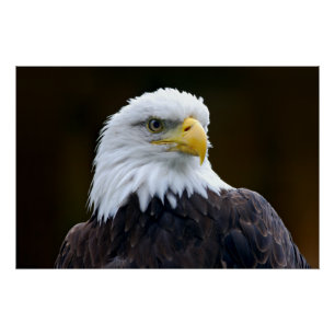 Pôster Águia americana americana
