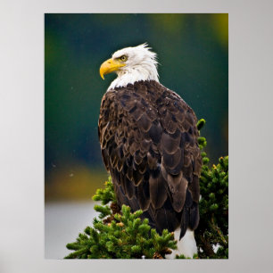 Poster Águia Americana Careca Empoleirada