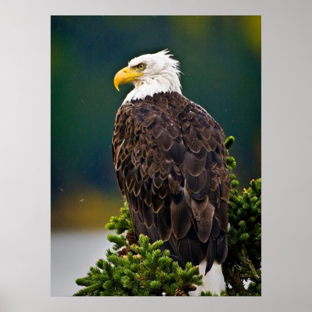 Poster Águia Americana Careca Empoleirada (Frente)