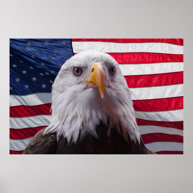 Poster Águia americana e bandeira (Frente)