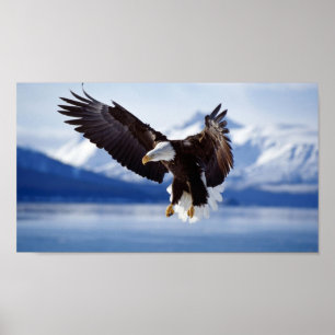 PÔSTER ÁGUIA AMERICANA EM ALASKA