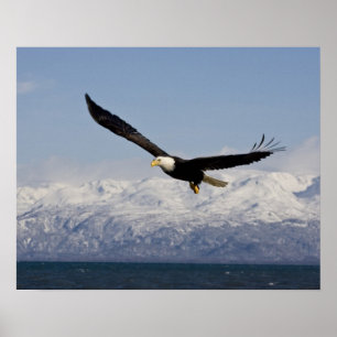 Pôster Águia Americana em Voo, Haliaeetus leucocephalus,