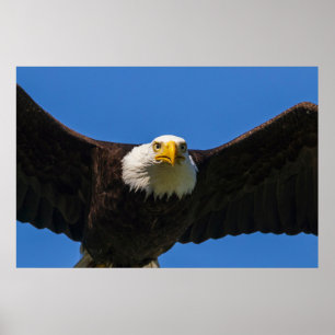 Poster Águia Americana passa perto voando