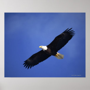 Pôster Águia americana que sobe, Alaska