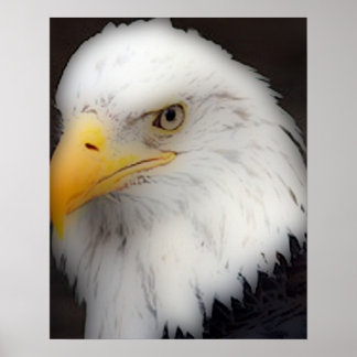Poster 'Águia Balda Americana em Retrato'
