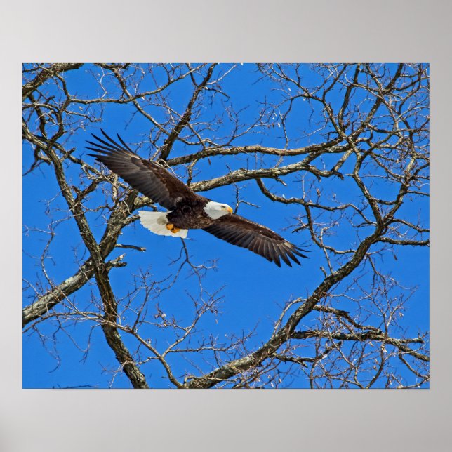 Poster Águia Balda em Azul (Frente)