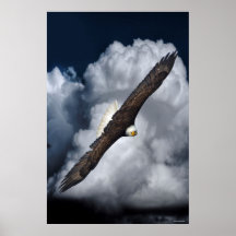 Águia Balda Voadora e Nuvens Vida Selvagem Foto Im