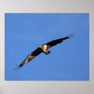 Poster Águia bebê!