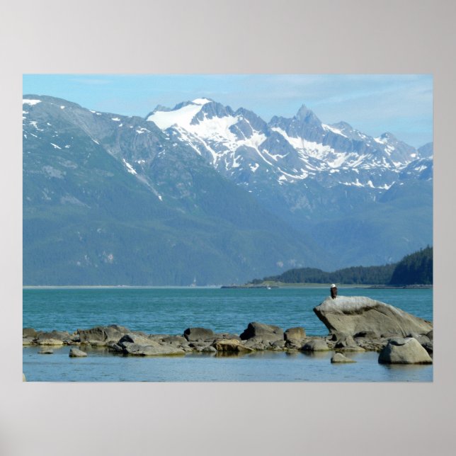 Poster Águia-careca em Skagway Alasca (Frente)