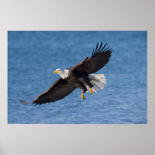 Poster Águia-careca em voo