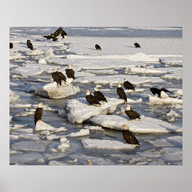 Pôster Águia-careca, Haliaeetus leucocephalus, Homer, 2 (Frente)