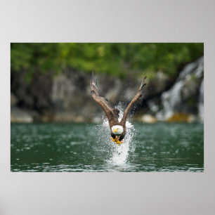 Poster Águia Careca O Grande Captura