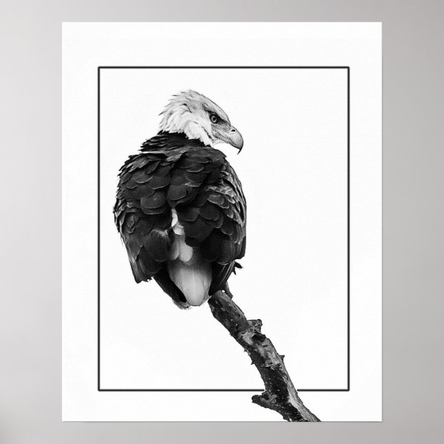 Poster Águia-careca severa (Frente)